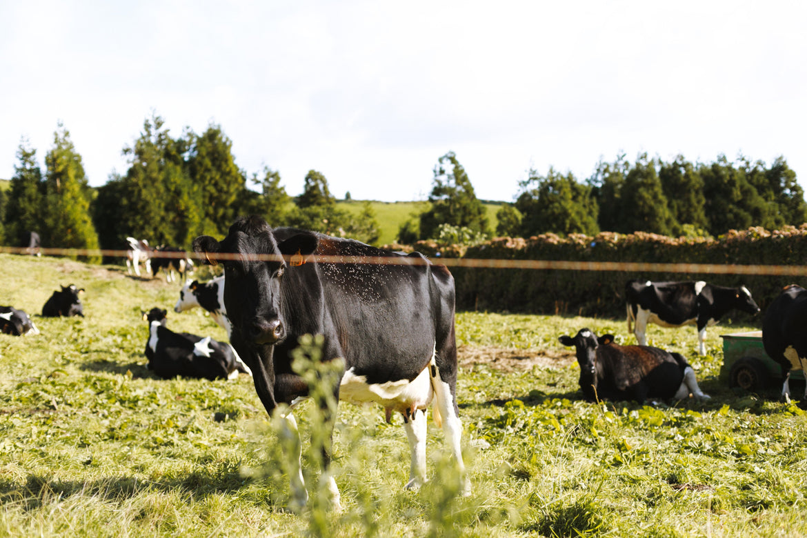 Picture of a cow